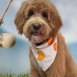 Aya - Goldendoodle