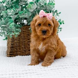 Girl 2 - Red  female Goldendoodle puppy in North Carolina from NC Doodle Puppies