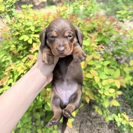Swiss Miss - Chocolate and tan female Dachshund puppy in Palestine, Texas from Doxie Den🐾