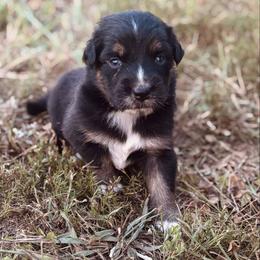 Putzie - Black tri-color male Australian Shepherd puppy in Uvalda, Georgia from Happy Ours Australian Shepherds