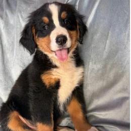 Chevy - Black rust and white male Bernese Mountain Dog puppy in Union Grove, North Carolina from Grove Farm