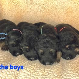 Boy 2 - Black and red male German Shepherd puppy in Harvard, Illinois from Aus Dem Meer German Shepherds
