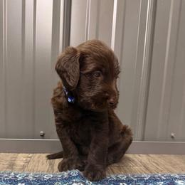 Copper - Chocolate male Labradoodle puppy in Georgetown, South Carolina from Muddy Bay Kennels