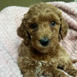 Bonnie - Red  female Goldendoodle puppy in Lowville, New York from Adirondack Labradoodles