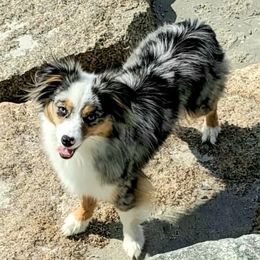 Zooey - Miniature Australian Shepherd