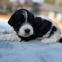 Parka - Black and white female Bernedoodle puppy in Russellville, Arkansas from Crossgate Doodles