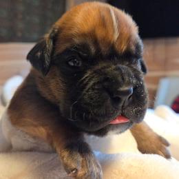 Diesel Green fawn - Fawn male Boxer puppy in Marion, Montana from Serendipity's European Boxers
