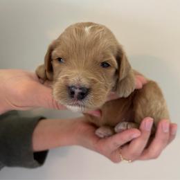 Boy 4 - Apricot male Goldendoodle puppy in Mattawan, Michigan from Doodifuldoods