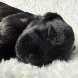 Brock's Miniature Schnauzer - Black female Miniature Schnauzer puppy in Greensburg, Louisiana from Brock’s  Miniature Schnauzers