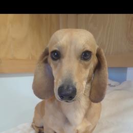 Dachshund Puppies from Forever home dachshunds