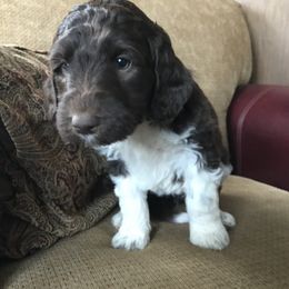 Labradoodle Puppies from Reese Labradoodles
