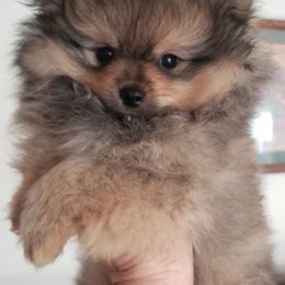 Pomeranians from FrasierLand Pom Parents