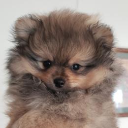 Pomeranians from FrasierLand Pom Parents
