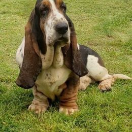 Igor - Basset Hound