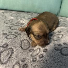 Red light girl - Sable female Dachshund puppy in Live Oak, Florida from The Weenie Herd Mom