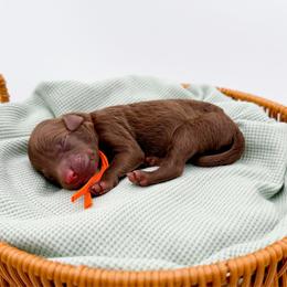 Everest - Chocolate male Goldendoodle puppy in North Carolina from Tuxedo Mountain Doodles
