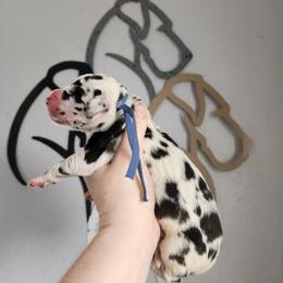 Blue Collar - Harlequin male Great Dane puppy in Alton, Illinois from Show Me Great Danes and Basset Hounds