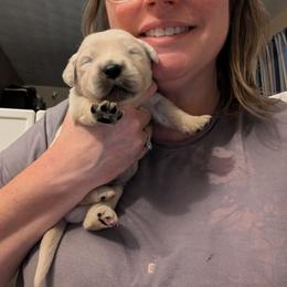 Grey - Light golden male Golden Retriever puppy in Madison, Ohio from Heckmans English Cream Golden Retrievers