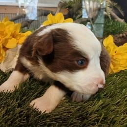Serenity - Red & white female Miniature Australian Shepherd puppy in Penn Valley, California from Ghostfire Mini Aussies