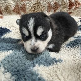 Joy - Black and white female Pomsky puppy in Auburn, Washington from Periwinkle Pomskies