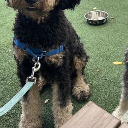 Finn - Tri-color Bernedoodle puppy in Knoxville, Tennessee from Bright Side Doodles