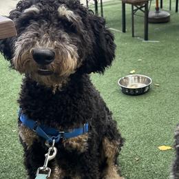 Finn - Tri-color Bernedoodle puppy in Knoxville, Tennessee from Bright Side Doodles