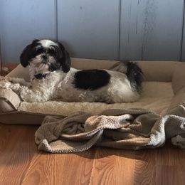 Piper - Shih Tzu