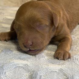 Boy 1 - Red  male Goldendoodle puppy in Haleyville, Alabama from Susan’s Prefurred Doodles