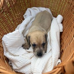 Alvin - Cream male Dachshund puppy in Pontotoc, Mississippi from Toddy Kennels