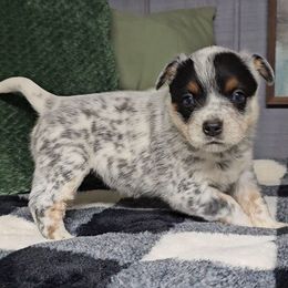 Black Eyed Susan - Blue speckled female Australian Cattle Dog puppy in China Grove, North Carolina from Indigojos Australian Cattle Dogs