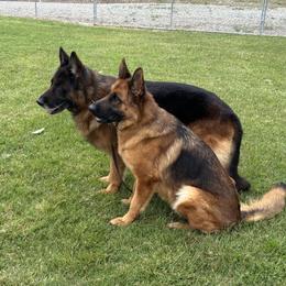 German Shepherd puppies from At Redwood Runs