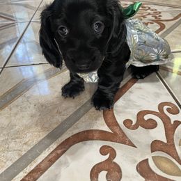 Dachshund Puppies from Doxie Gang