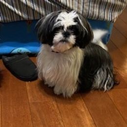 Shih Tzus from Shih Tzu is a Heaven