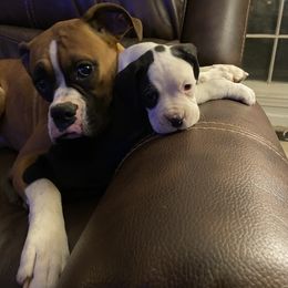 Boxer Puppies from House of boxers