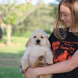 Golden Retriever Puppies from Golden Barnes Kennel