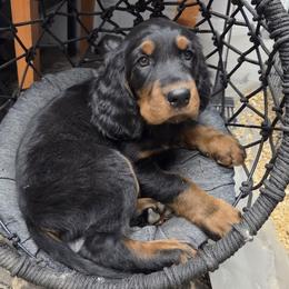 Boy 2 - Black and tan male Gordon Setter puppy in Milton, Florida from Katherine's Golden Retrievers, Gordon Setters, and English Setters