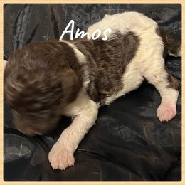 Boy 2 - Poodle puppy in Jackson, Kentucky from Ember’s Kennel of Poodles and Doodles