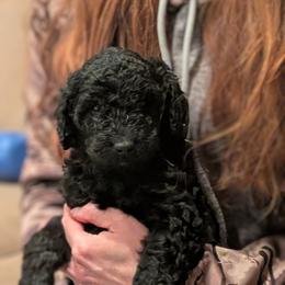 Ninja - Black and white male Aussiedoodle puppy in Yacolt, Washington from Aussiedoodles by Maggie