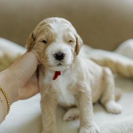 Bobby - Apricot male Goldendoodle puppy in Hiddenite, North Carolina from Rose and Reid Doodles