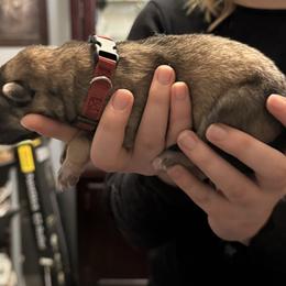 Brick collar - Sable female German Shepherd puppy in Falcon, Missouri from K2D2 Farm