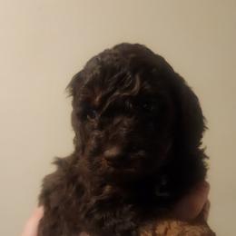 Aussiedoodle Puppies from My Classy Doodles