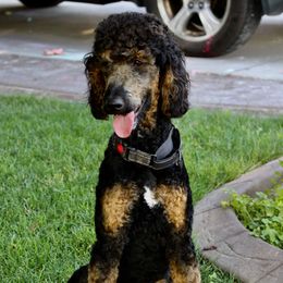 Raven - Poodle