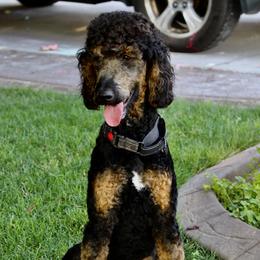 Raven - Poodle
