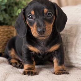 Riley - Blue and tan male Dachshund puppy in Desloge, Missouri from Snows Doxies