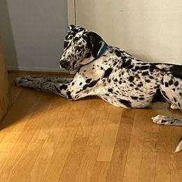 Nugget - Great Dane