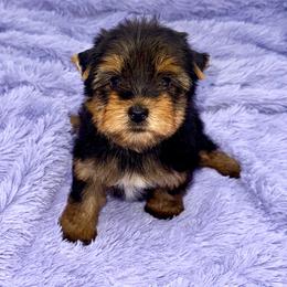 Wendi - Black and tan female Yorkshire Terrier puppy in Sandy Hook, Kentucky from The Royal Yorkie Den LLC