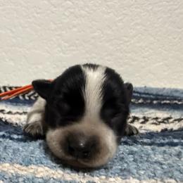 Philippe - Blue male Australian Cattle Dog puppy in Marana, Arizona from Cactus Heelers Arizona