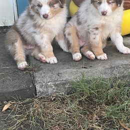 Australian Shepherd Puppies from Dream E River Ranch