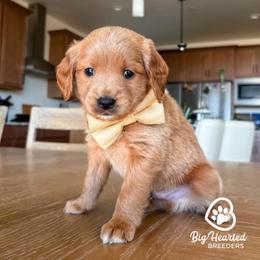 Scooby - Cream male Goldendoodle puppy in Utah County, Utah from Big Hearted Breeders