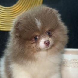 Rio - Lavender male Pomeranian puppy in Muskogee, Oklahoma from Wonderlust Pomeranians